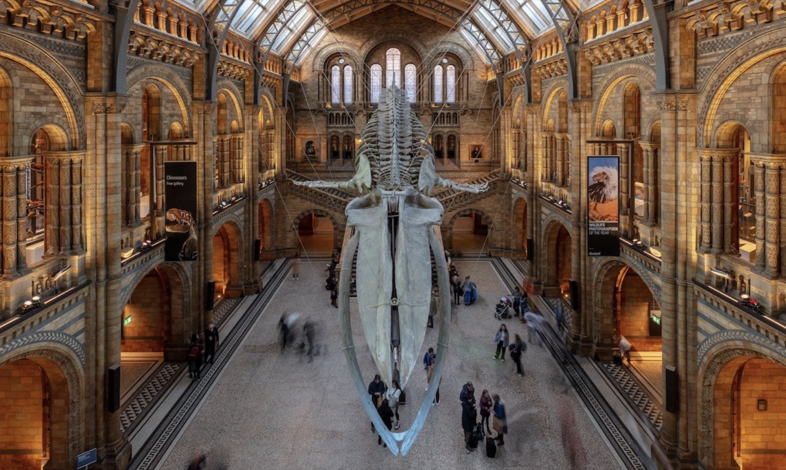 The main hall of a natural history museum, with a whale skeleton suspended above visitors